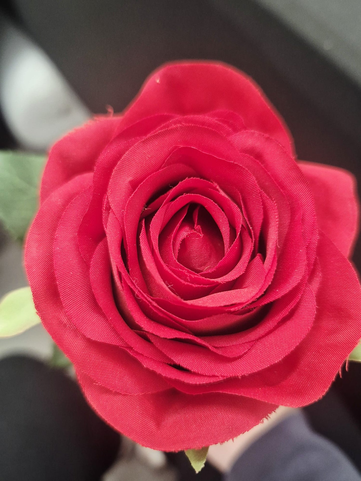 Large Single Red Rose